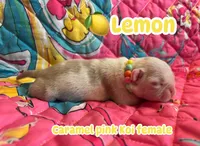 Lemon , a female Pug for sale in Sequim, WA – 1 of 4