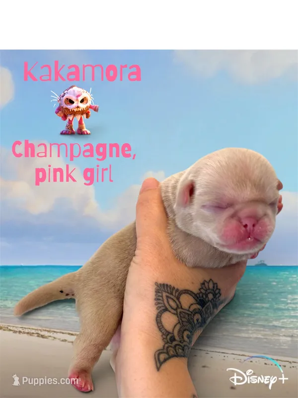 Kakamora – Pug puppy for sale in Sequim, WA