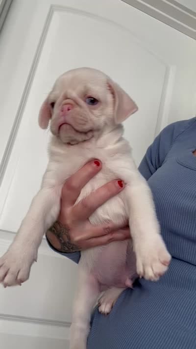 Cherry, a male Pug for sale in Sequim, WA – 6 of 6