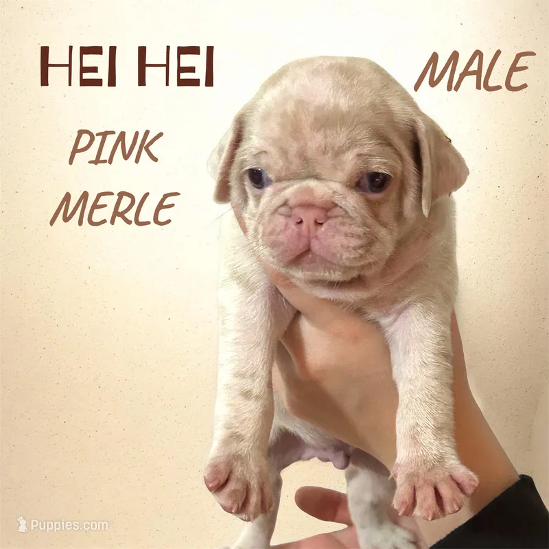 Heihei – Pug puppy for sale in Sequim, WA