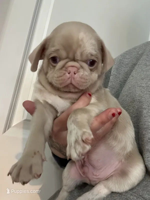 Maui – Pug puppy for sale in Sequim, WA