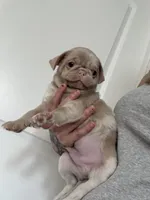 Maui, a male Pug for sale in Sequim, WA – 8 of 9