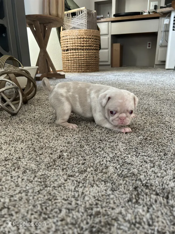 Cotton candy  – Pug puppy for sale in Sequim, WA