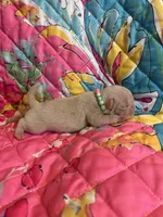 Pineapple, a male Pug for sale in Sequim, WA – 4 of 5
