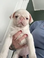 Cherry, a male Pug for sale in Sequim, WA – 5 of 6