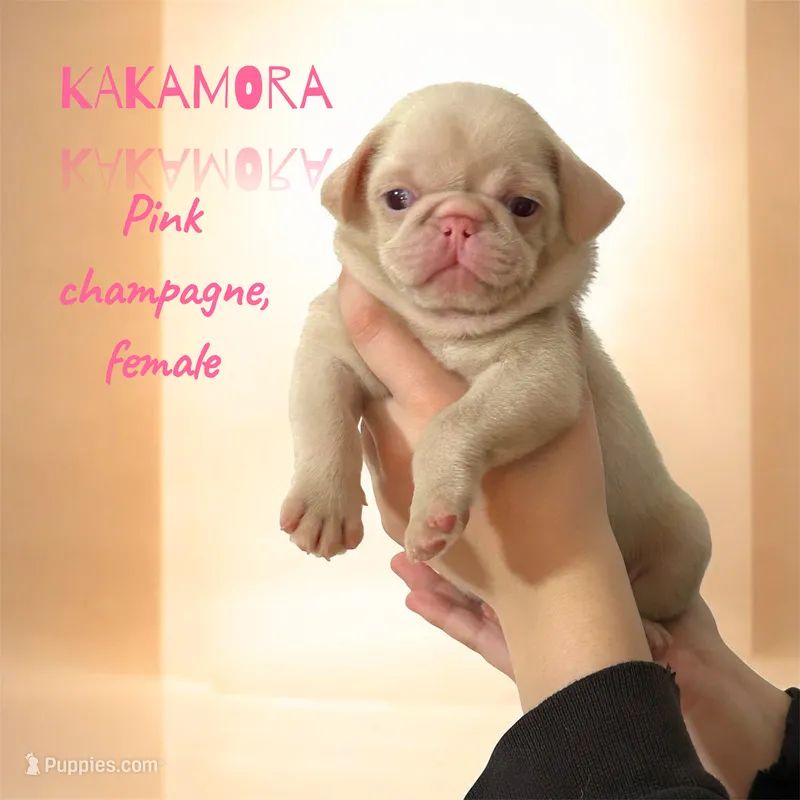 Kakamora – Pug puppy for sale in Sequim, WA
