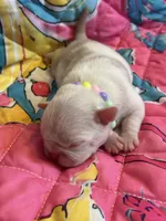 Lemon , a female Pug for sale in Sequim, WA – 2 of 4