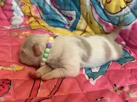 Lemon , a female Pug for sale in Sequim, WA – 3 of 4
