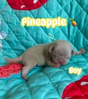 Pineapple, a male Pug for sale in Sequim, WA – 8 of 10