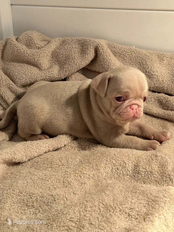 Caramel – Pug puppy for sale in Sequim, WA