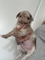 Maui, a male Pug for sale in Sequim, WA – 1 of 9