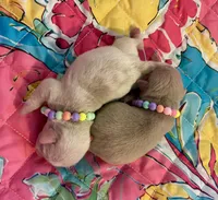 Apple, a male Pug for sale in Sequim, WA – 8 of 10