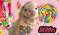 Skittles, a female Pug for sale in Sequim, WA – 3 of 4