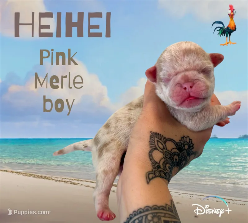 Heihei – Pug puppy for sale in Sequim, WA