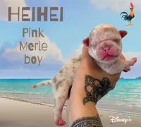Heihei, a male Pug for sale in Sequim, WA – 1 of 3