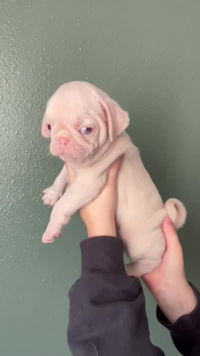 Pineapple, a male Pug for sale in Sequim, WA – 10 of 10