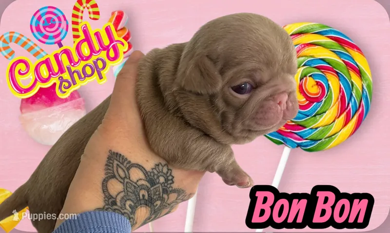 Bon Bon – Pug puppy for sale in Sequim, WA