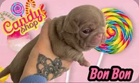 Bon Bon, a male Pug for sale in Sequim, WA – 1 of 4
