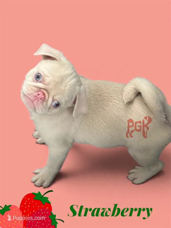 Strawberry – Pug puppy for sale in Sequim, WA