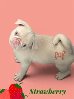 Strawberry, a female Pug for sale in Sequim, WA – 1 of 4