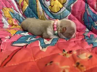 Grape, a female Pug for sale in Sequim, WA – 5 of 6