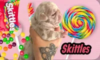 Skittles, a female Pug for sale in Sequim, WA – 2 of 4