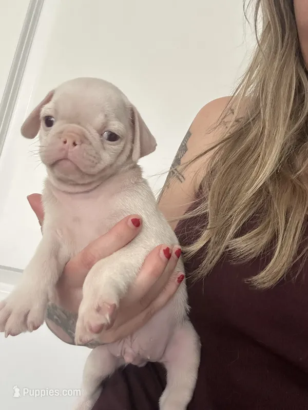 Orange – Pug puppy for sale in Sequim, WA