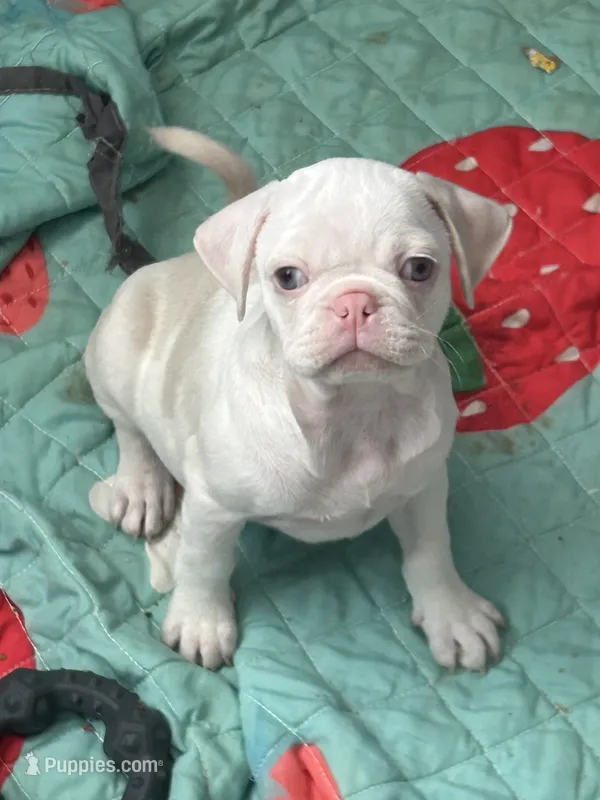 Lemon  – Pug puppy for sale in Sequim, WA