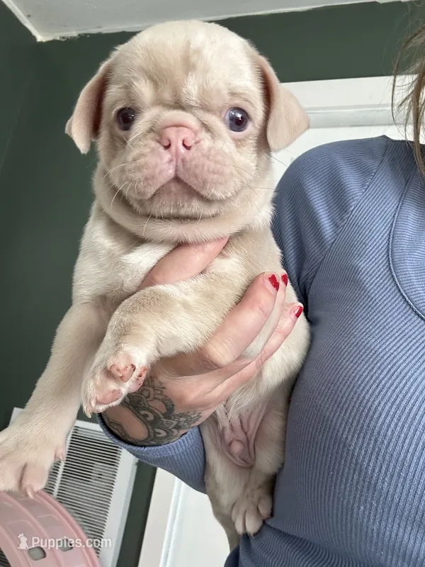 Maui – Pug puppy for sale in Sequim, WA