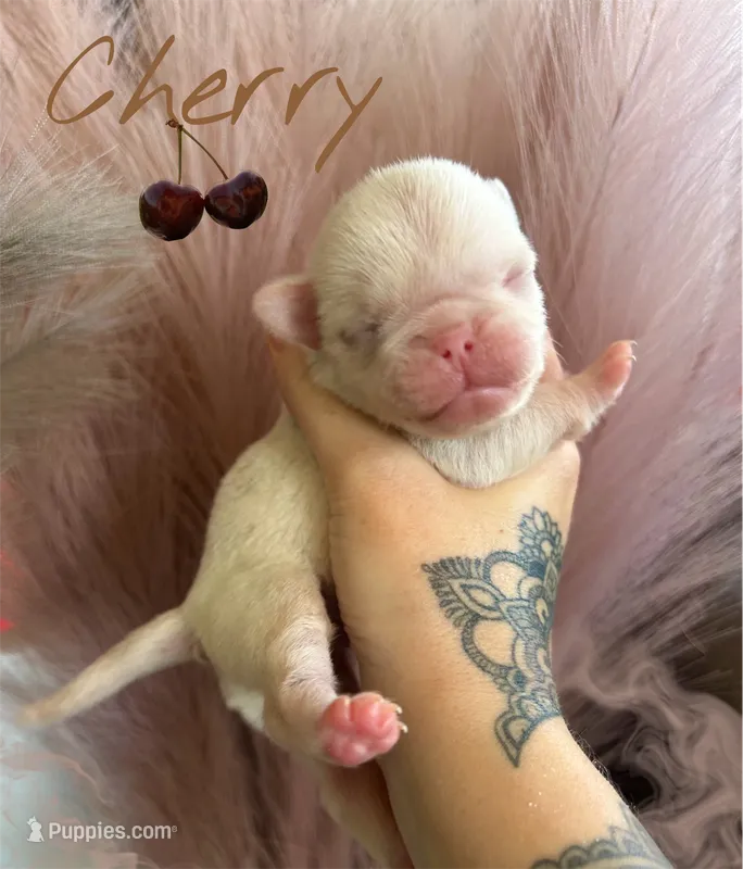 Cherry – Pug puppy for sale in Sequim, WA