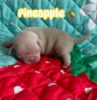 Pineapple, a male Pug for sale in Sequim, WA – 9 of 10