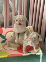 Strawberry, a female Pug for sale in Sequim, WA – 2 of 4