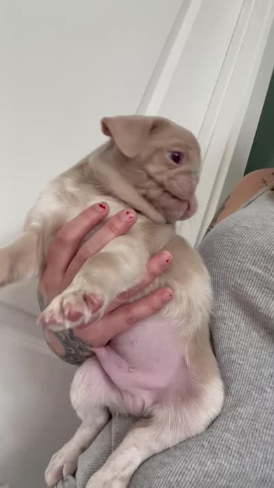 Maui, a male Pug for sale in Sequim, WA – 9 of 9