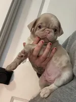 Maui, a male Pug for sale in Sequim, WA – 4 of 9