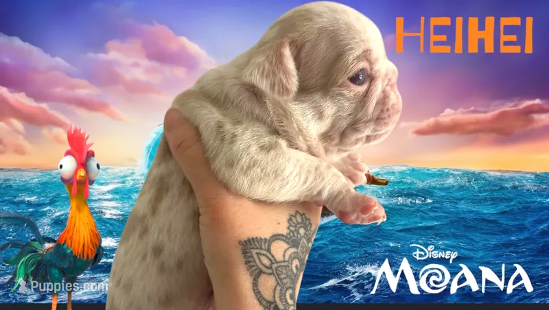 Heihei – Pug puppy for sale in Sequim, WA