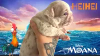 Heihei, a male Pug for sale in Sequim, WA – 9 of 10