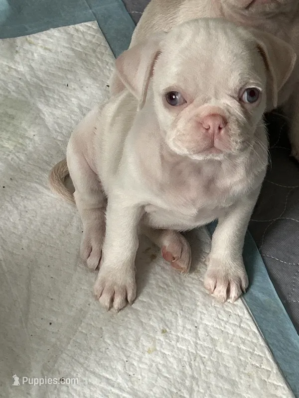 Lemon  – Pug puppy for sale in Sequim, WA