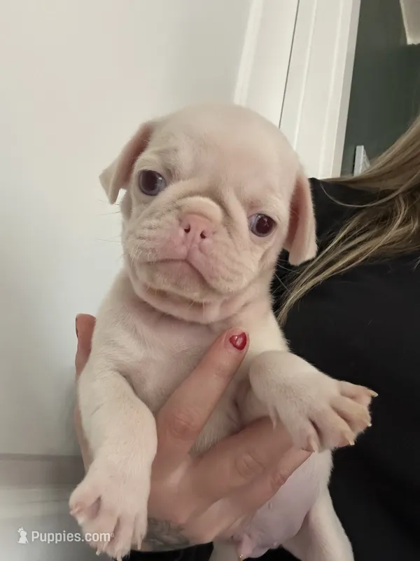 Pineapple – Pug puppy for sale in Sequim, WA
