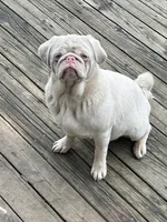 Yolo, a male Pug for sale in Sequim, WA – 2 of 3