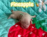 Pineapple, a male Pug for sale in Sequim, WA – 7 of 10