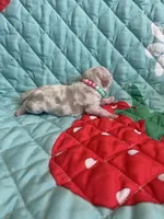 Mango, a female Pug for sale in Sequim, WA – 6 of 7