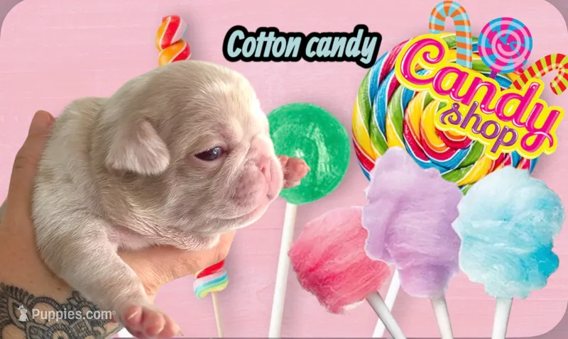 Cotton candy  – Pug puppy for sale in Sequim, WA