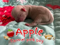 Apple, a male Pug for sale in Sequim, WA – 9 of 10