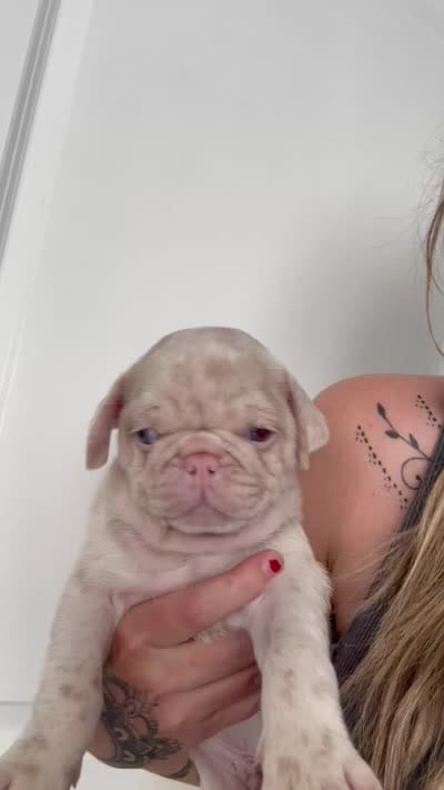 Heihei, a male Pug for sale in Sequim, WA – 10 of 10