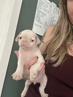 Orange, a male Pug for sale in Sequim, WA – 3 of 6