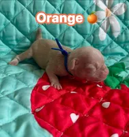 Orange, a male Pug for sale in Sequim, WA – 2 of 3