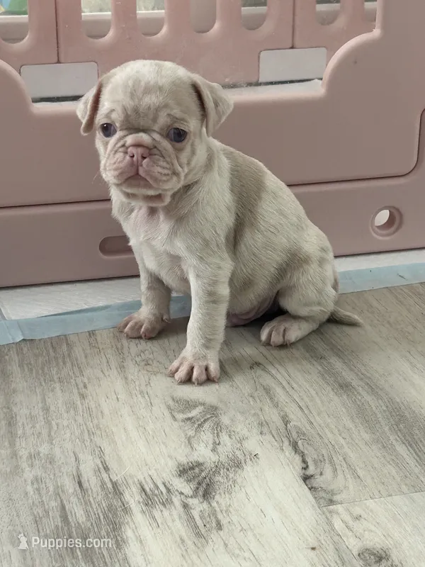 Heihei – Pug puppy for sale in Sequim, WA