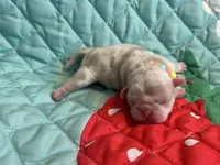 Mango, a female Pug for sale in Sequim, WA – 2 of 7