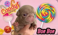 Bon Bon, a male Pug for sale in Sequim, WA – 2 of 4