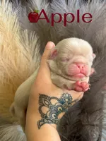 Apple, a male Pug for sale in Sequim, WA – 6 of 10